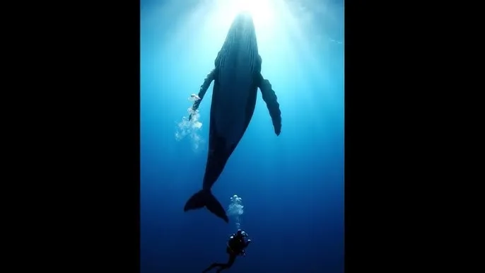 st站 - 深蓝星球：探索海洋深处的未知世界